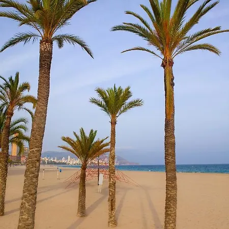 Ibis Alicante